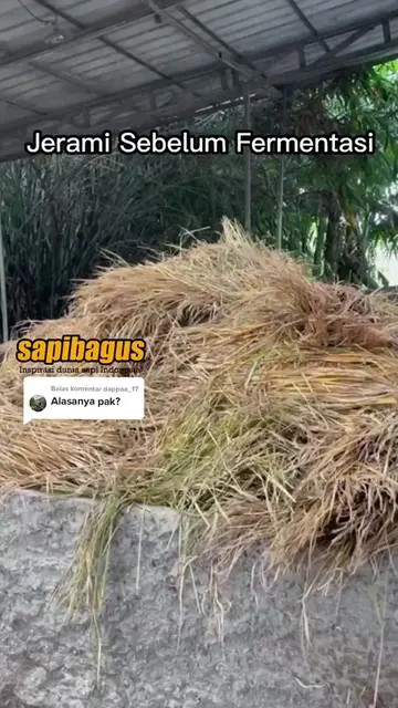 Nutrisi-Jerami-Sebelum-Dan-Sesudah-Fermentasi